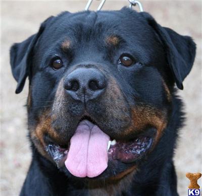 Stud Dogs - Rottweiler